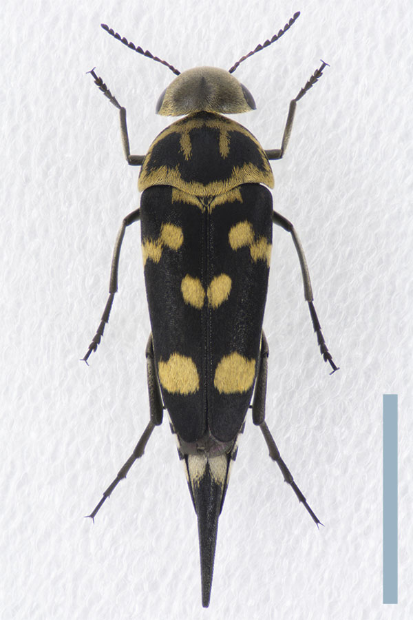 ウスキボシハナノミ♀拡大図