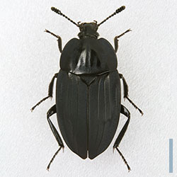 オオヒラタシデムシ♀