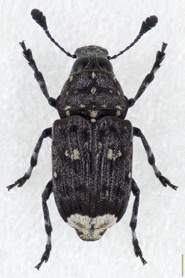 シリジロヒゲナガゾウムシ♀拡大図