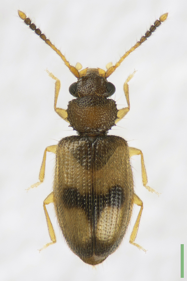 ニセミツモンセマルヒラタムシ♀拡大図