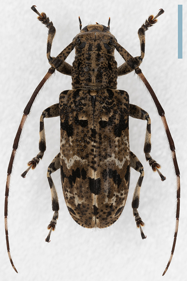 ナガゴマフカミキリ♀拡大図