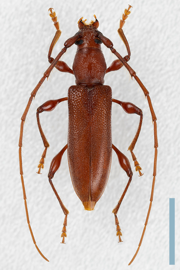 トゲヒゲトビイロカミキリ♀拡大図