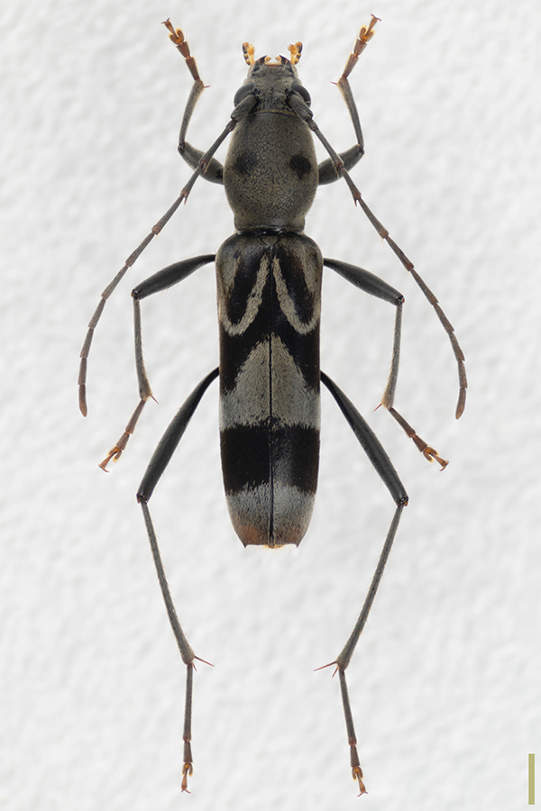 トゲヒゲトラカミキリ♀拡大図
