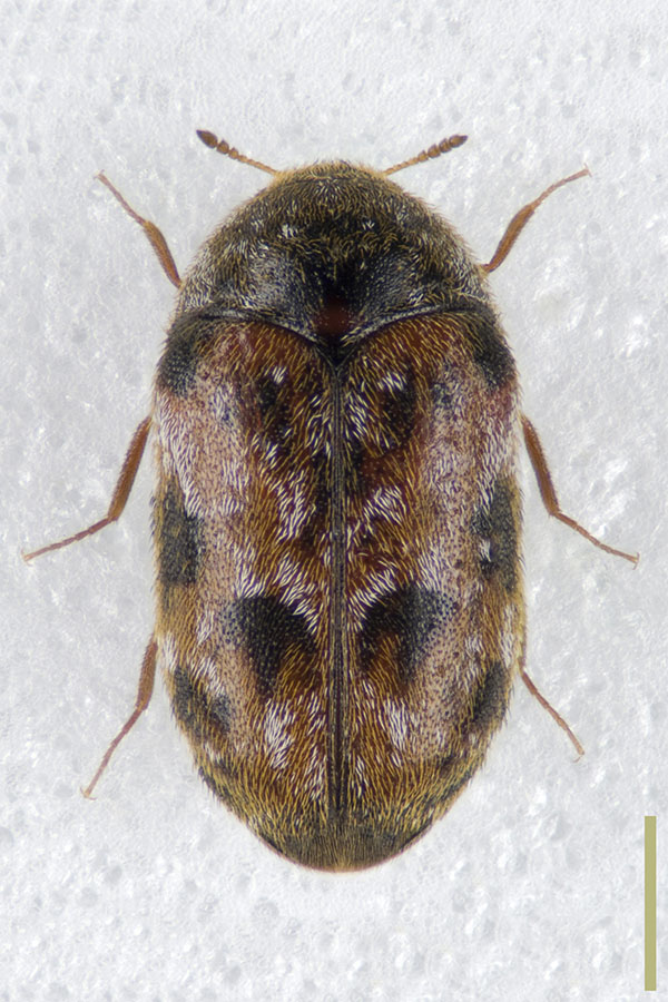 カザリマダラカツオブシムシ♀拡大図