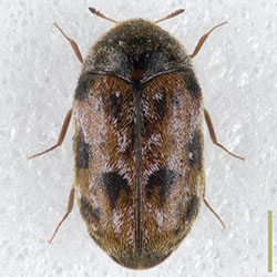 カザリマダラカツオブシムシ♀