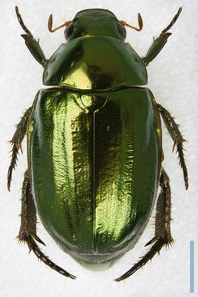 ムシスジコガネ♀