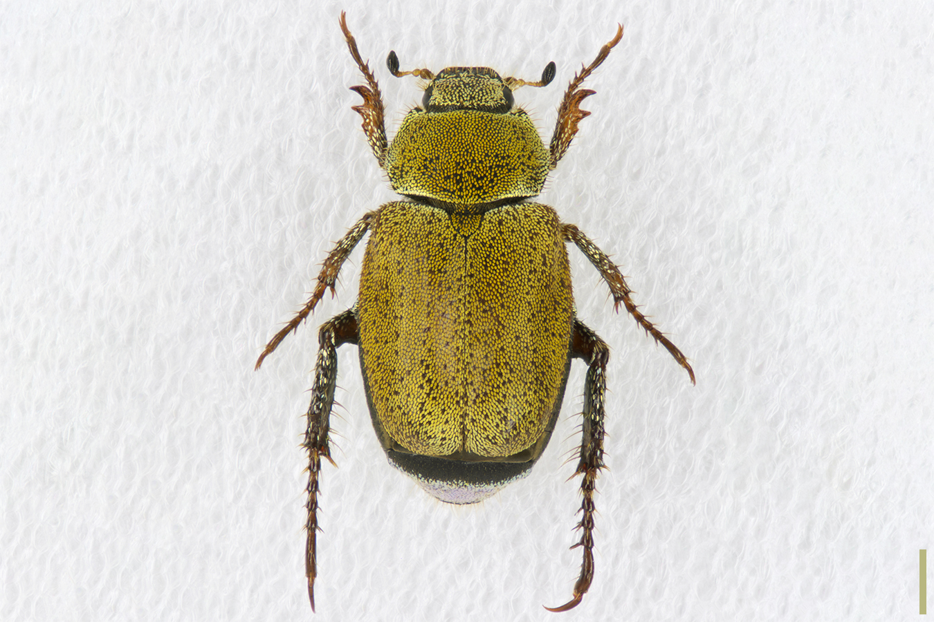 アシナガコガネ♀拡大図