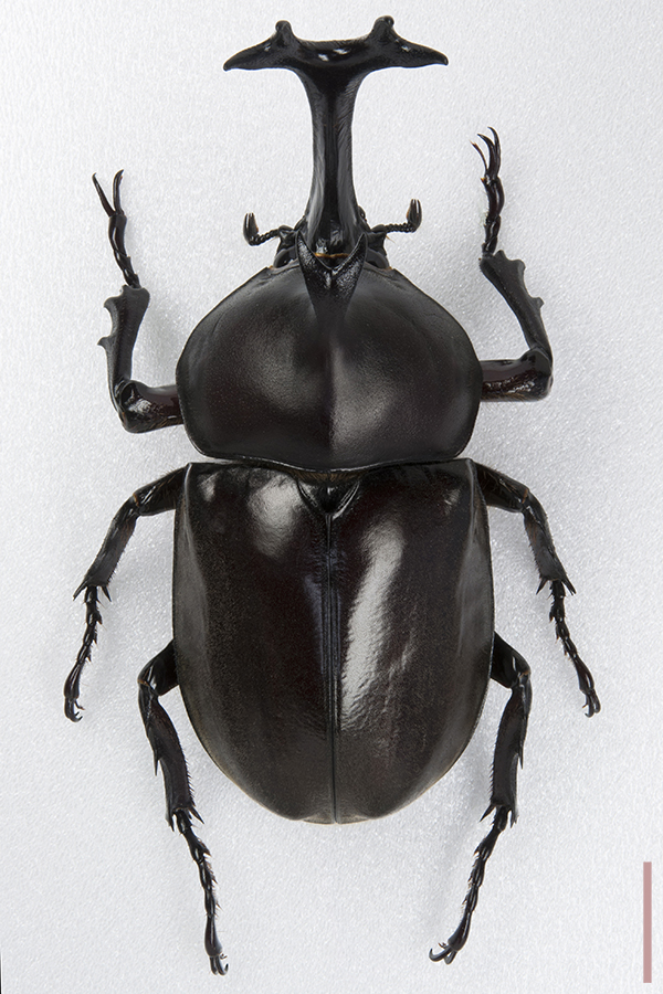 カブトムシ♂拡大図