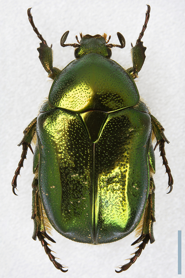 リュウキュウツヤハナムグリ♀拡大図
