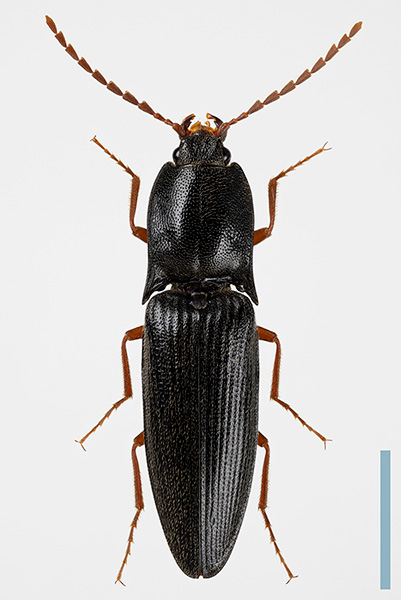 アカヒゲヒラタコメツキ　オス