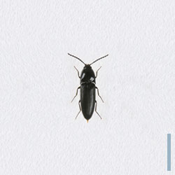 ヒメクロコメツキ　メス
