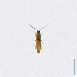 ホソツヤケシコメツキ　オス
