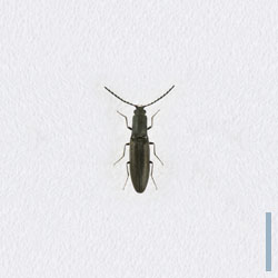 クロホソヒラタコメツキ　オス