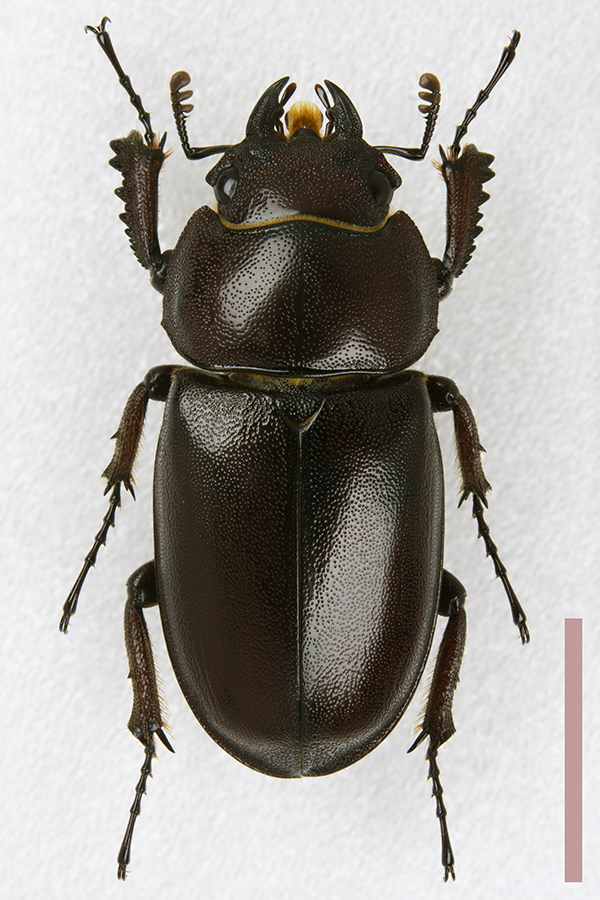 アマミノコギリクワガタ♀拡大図