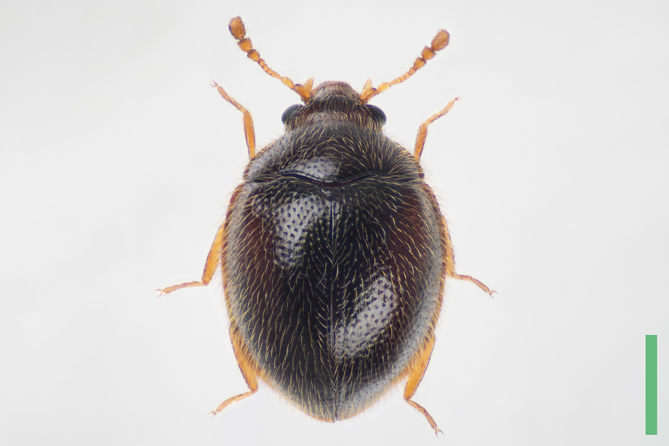 ベニモンマルガタテントウダマシ♀拡大図