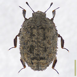 Microchaetes sp. 