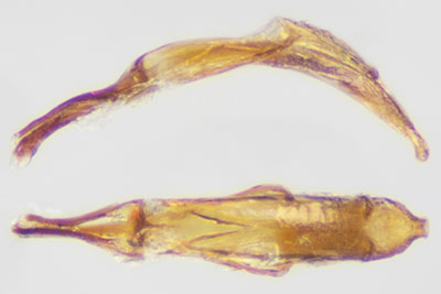 ケブカホソクチゾウムシ♂交尾器