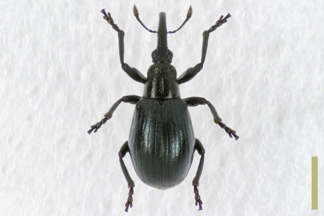 アザミホソクチゾウムシ♀拡大図