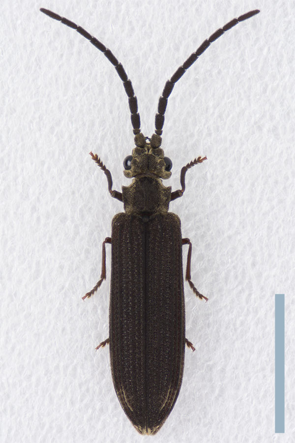 ナガヒラタムシ♀拡大図