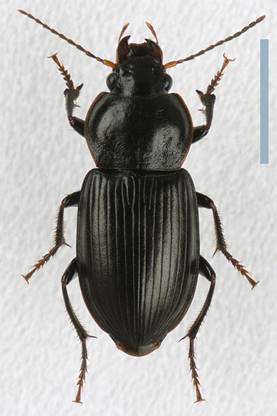 オオホシボシゴミムシ♀