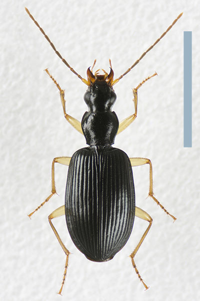 オサムシ科 タンゴヒラタゴミムシ♀