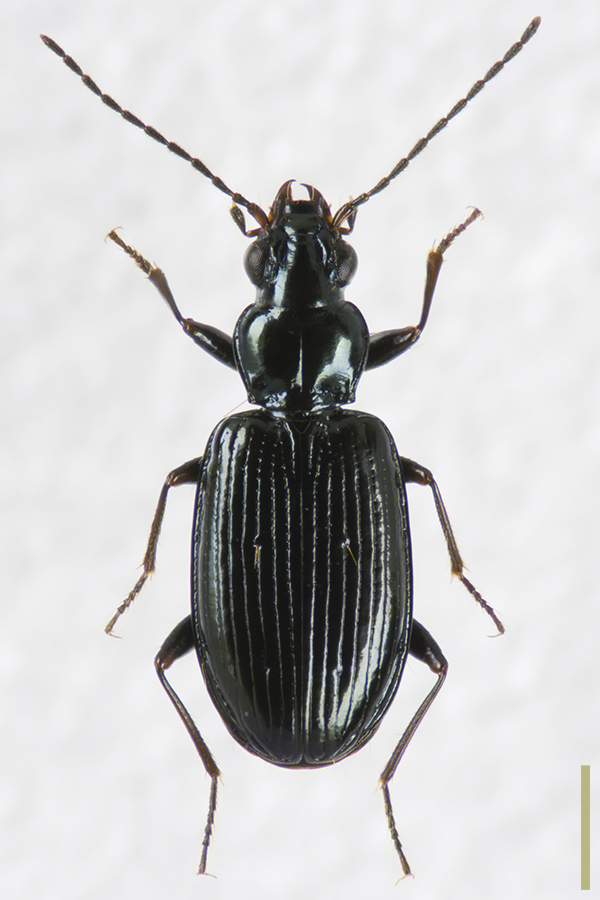 アオマルガタミズギワゴミムシ♀拡大図