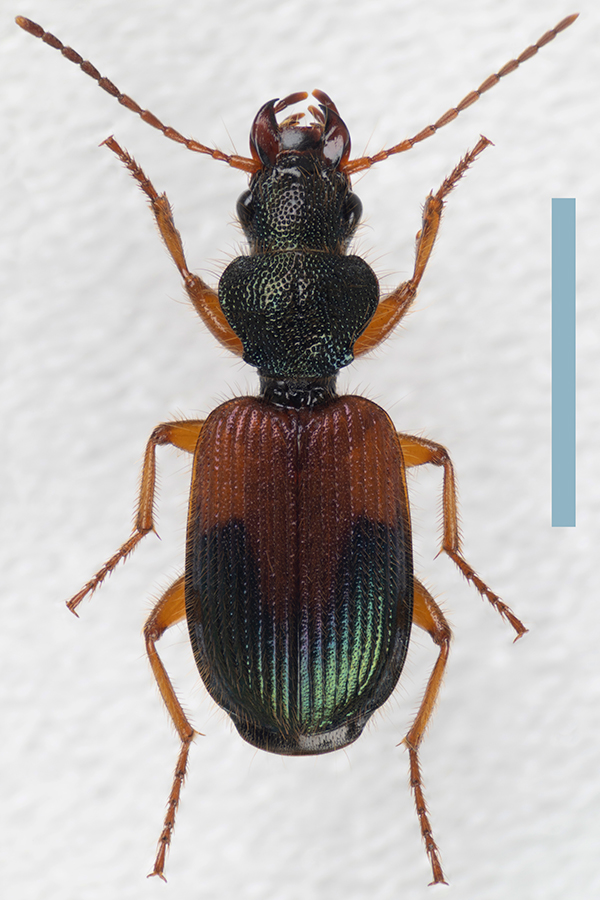 ダイミョウアトキリゴミムシ♀拡大図