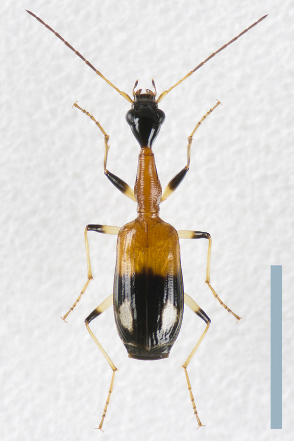 フタモンクビナガゴミムシ♀拡大図