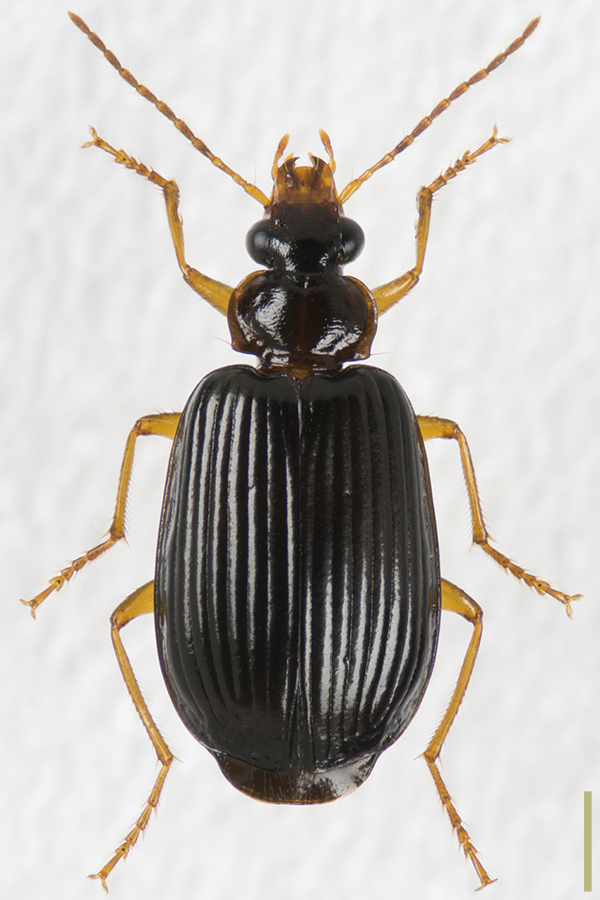 ハネビロアトキリゴミムシ♀拡大図