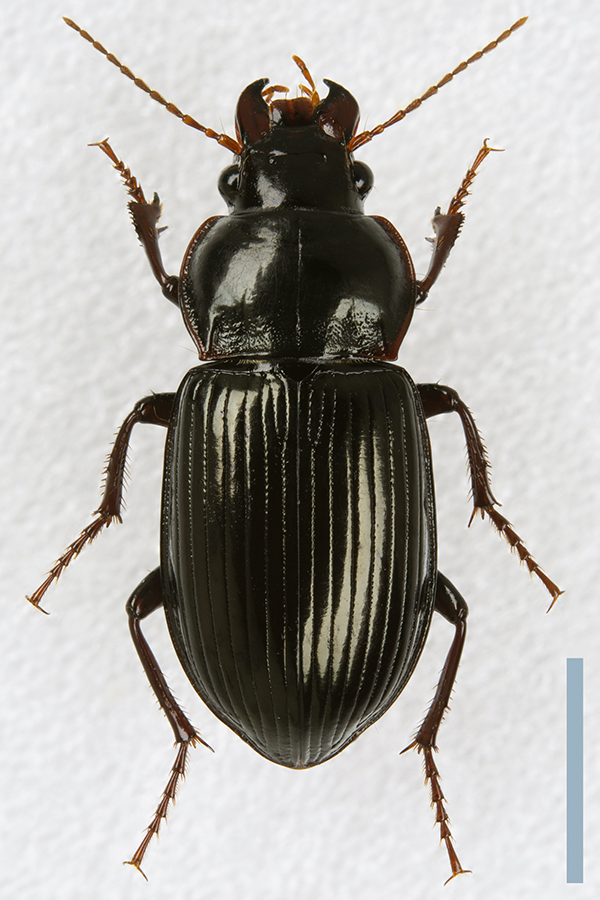 ヒョウゴマルガタゴミムシ♀拡大図