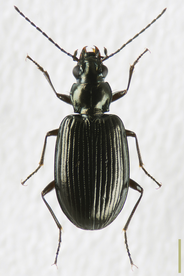 ヒョウゴミズギワゴミムシ♀拡大図