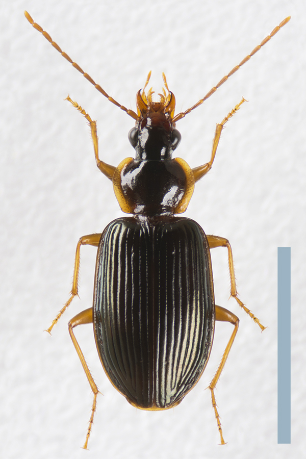 イクビモリヒラタゴミムシ♀拡大図