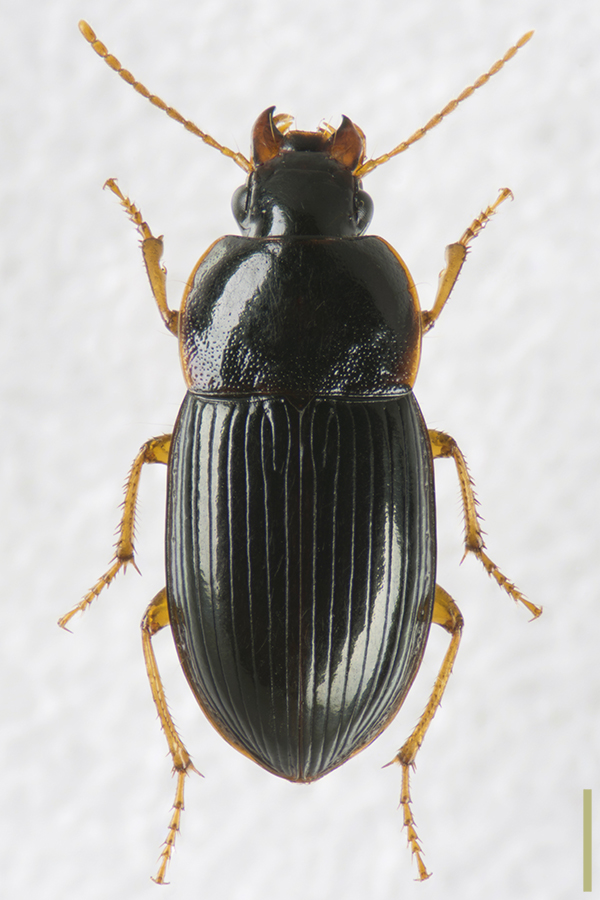 イクビツヤゴモクムシ♀拡大図