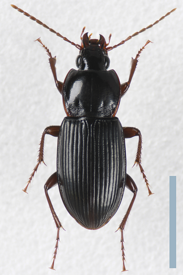 コガシラナガゴミムシ♀拡大図