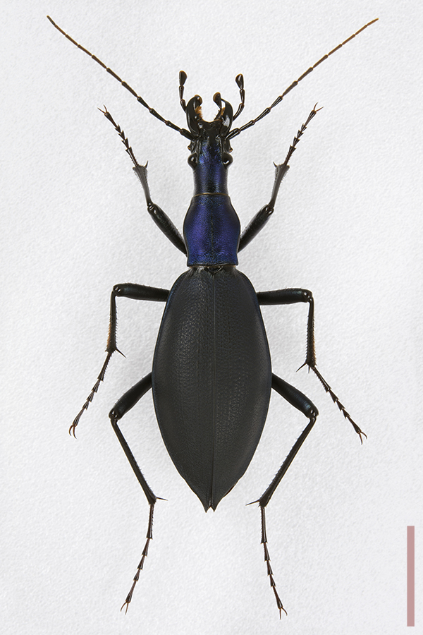 マイマイカブリ♀拡大図