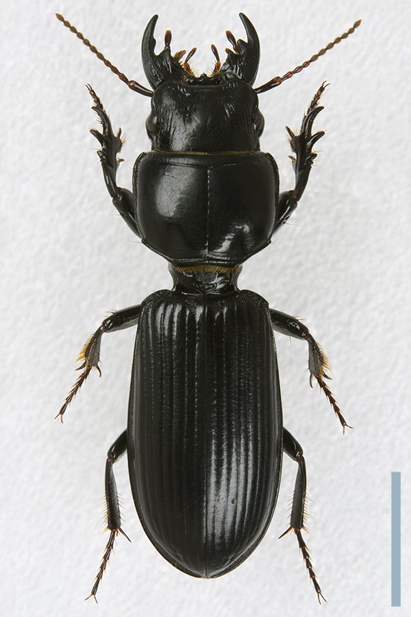 ナガヒョウタンゴミムシ♀拡大図
