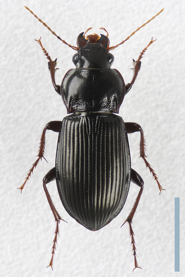 ナガマルガタゴミムシ♀拡大図