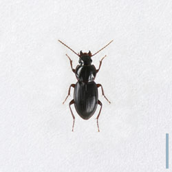 ニッコウヒメナガゴミムシ♀