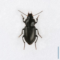 オオホシボシゴミムシ♀