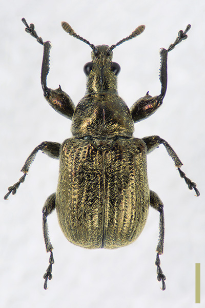 ビロウドアシナガオトシブミ　メス