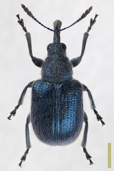 グミチョッキリ　オス