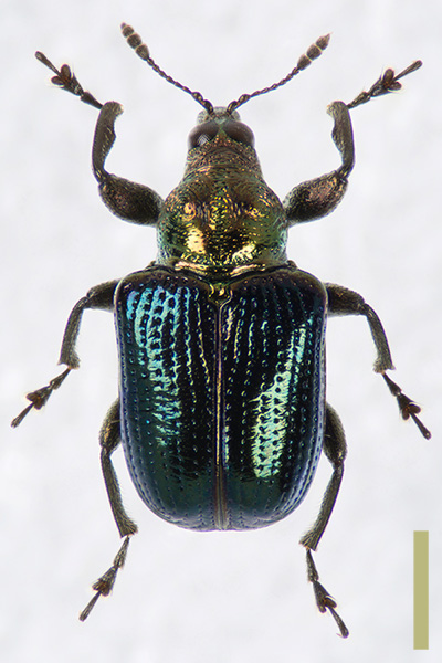 カシルリオトシブミ　メス