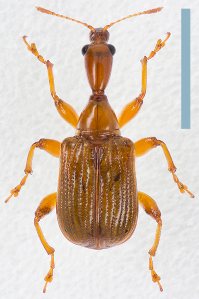 キイロヒゲナガオトシブミ　メス