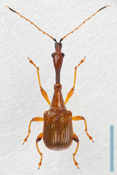 キイロヒゲナガオトシブミ　オス