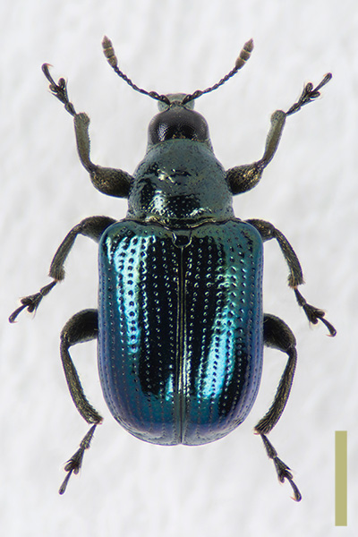 ナラルリオトシブミ