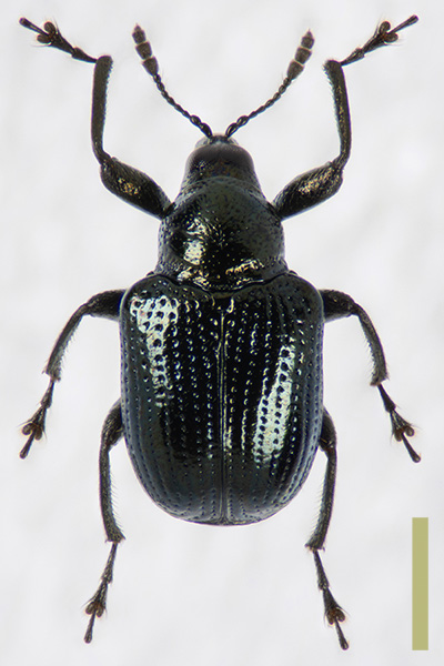 ルリオトシブミ