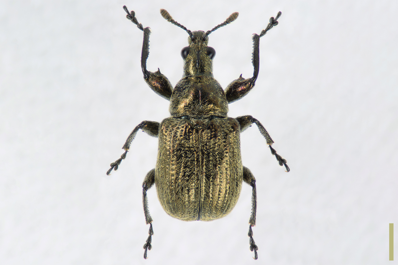 ビロウドアシナガオトシブミ　メス　拡大図