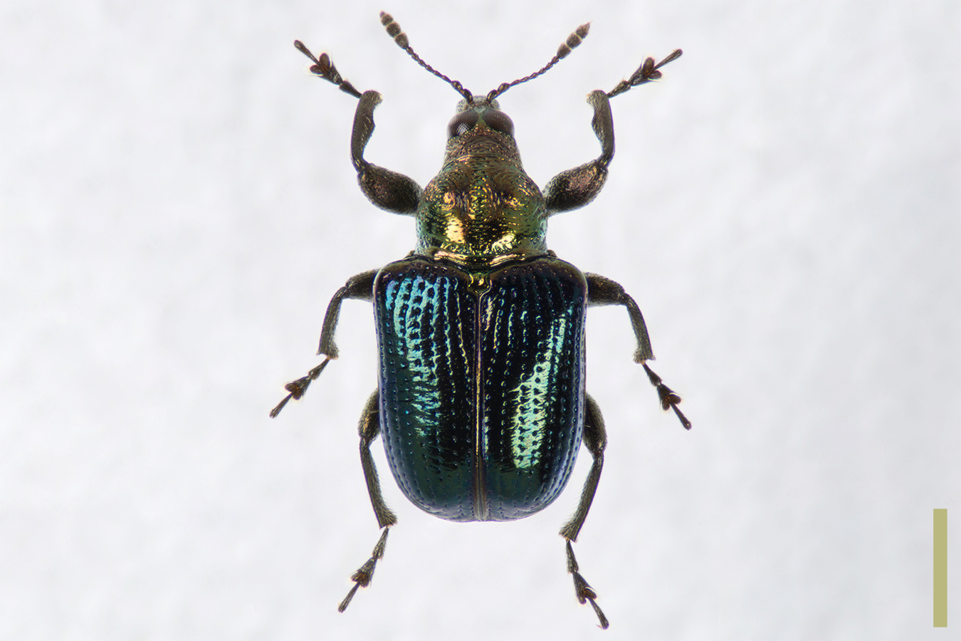 カシルリオトシブミ　メス　拡大図