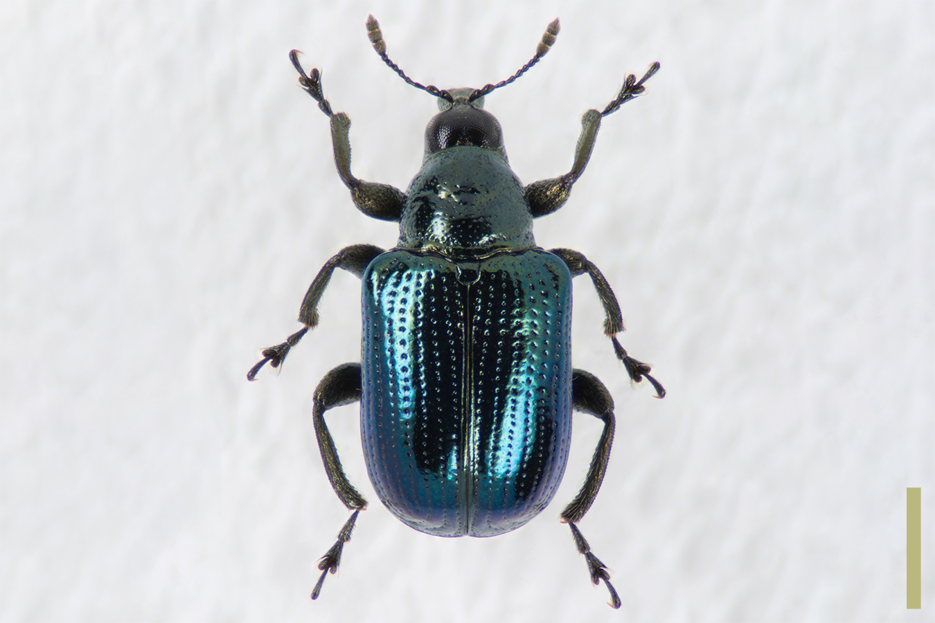 ナラルリオトシブミ　拡大図