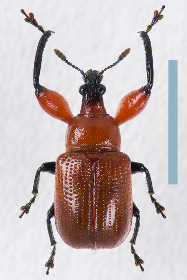 リュイスアシナガオトシブミ　オス　拡大図